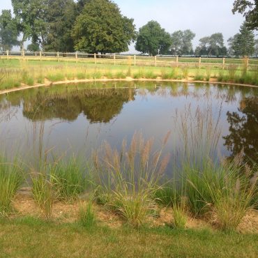 Bassin Piscine Naturelle