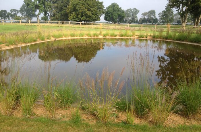 Bassin Piscine Naturelle