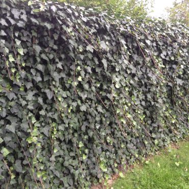 Clôture végétalisée