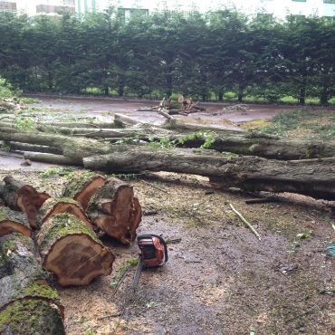 L’élagage et l’abattage