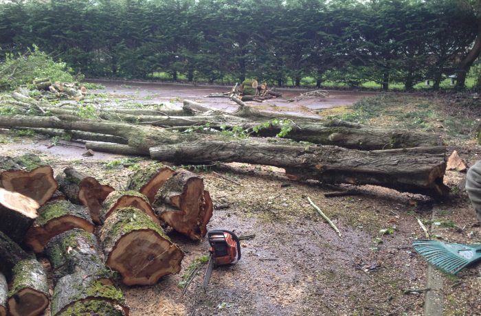 L’élagage et l’abattage